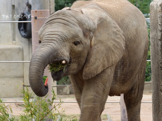 とべ動物園アフリカゾウの好物:スイカを食べる砥愛ちゃん