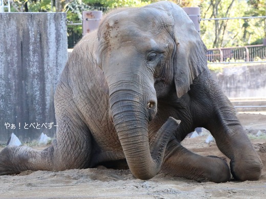 日本で初めて人工哺育で育った媛ちゃん:愛媛とべ動物園