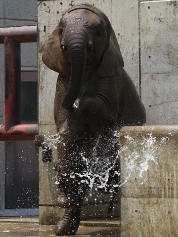 とべ動物園アフリカゾウ：アフ、リカ、媛、砥夢、砥愛