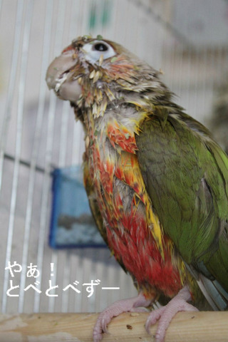ウロコインコのブログ：やぁ！とべとべずー