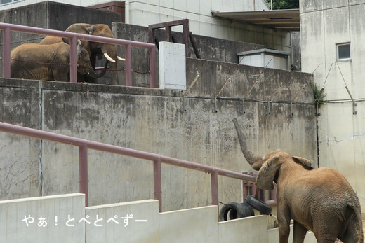 とべ動物園ブログ：やぁ！とべとべずー