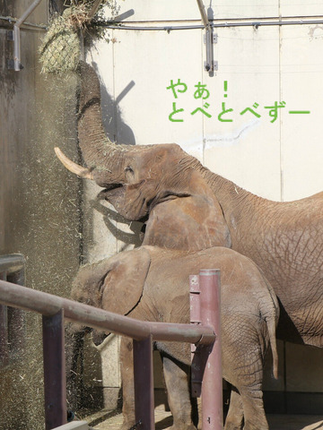 とべ動物園ブログ：やぁ！とべとべずー