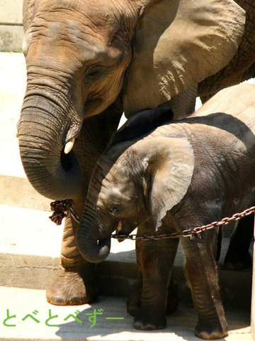 とべ動物園アフリカゾウのブログ：やぁ！とべとべずー