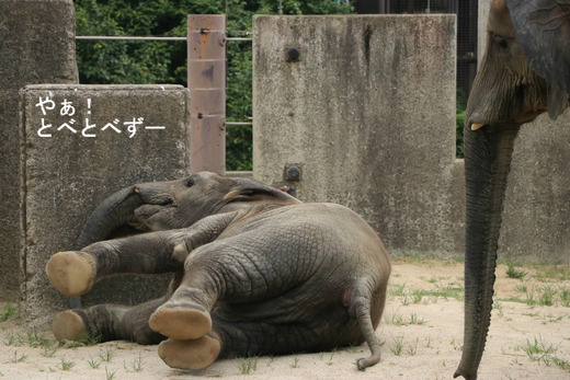 とべ動物園アフリカゾウ：砥愛ちゃん（メス、５歳）
