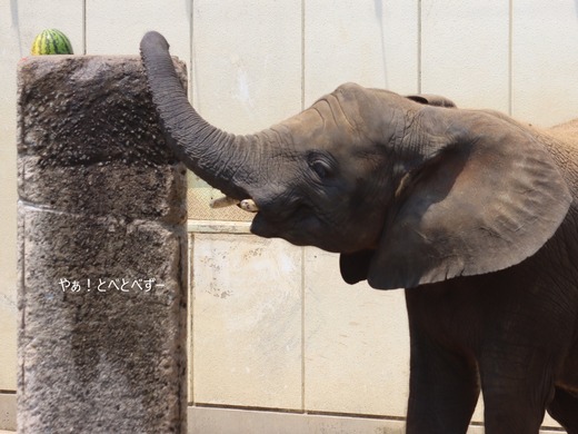 アフリカゾウ写真家：矢野賢一（やぁ！とべとべずー）