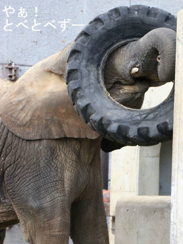 とべ動物園ブログ:砥愛、ピース、柑太郎、砥々丸