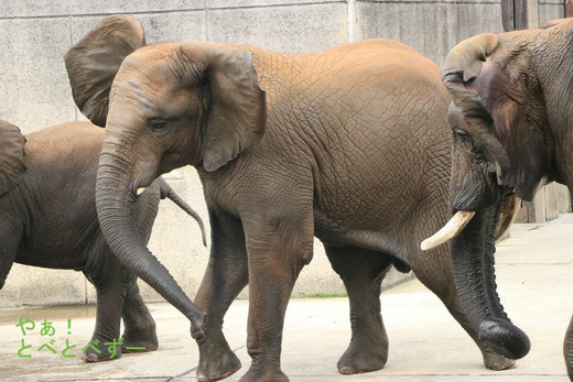 とべ動物園アフリカゾウ：アフ、リカ、媛、砥夢、砥愛