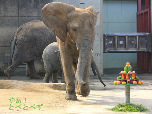 とべ動物園アフリカゾウのクリスマスイベント