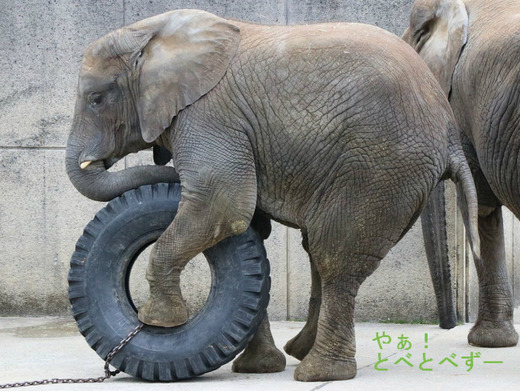 とべ動物園アフリカゾウ:媛ちゃん(メス、10歳)