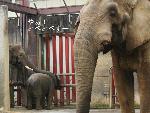 とべ動物園アフリカゾウの親子：アフ父さん、リカ母さん、砥愛ちゃん