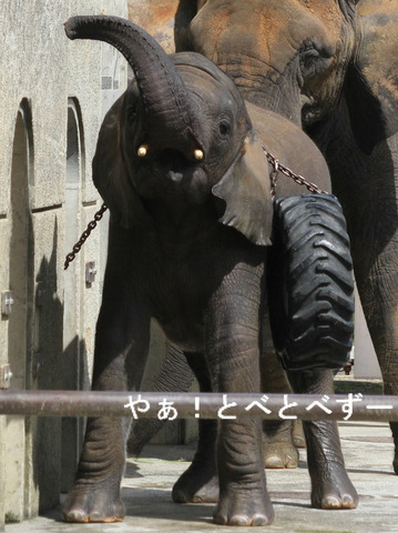 日本で唯一血縁関係のあるアフリカゾウが暮らす愛媛とべ動物園
