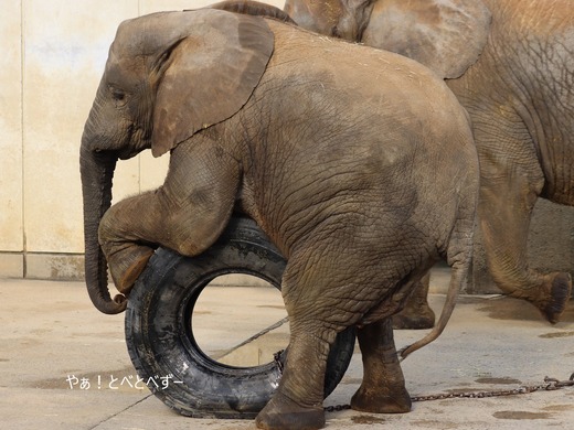 とべ動物園ブログ：媛、ララ、イオ、フー、まんぷく