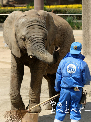 とべ動物園アフリカゾウ：子象の砥愛ちゃん（メス、４歳）