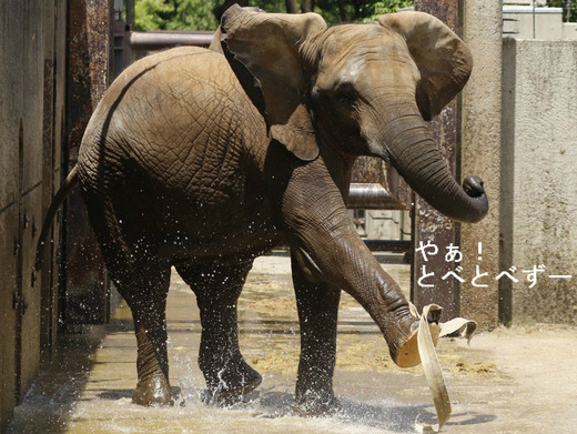アフリカゾウの写真満載のブログ：やぁ！とべとべずー
