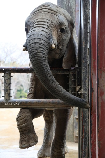 とべ動物園アフリカゾウ：砥愛（メス、１２歳）
