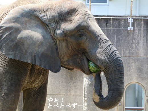 アフリカゾウ写真家:矢野賢一(やぁ!とべとべずー)