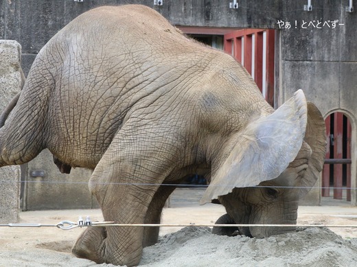 と動物園アフリカゾウ：砥愛（メス、１０歳）