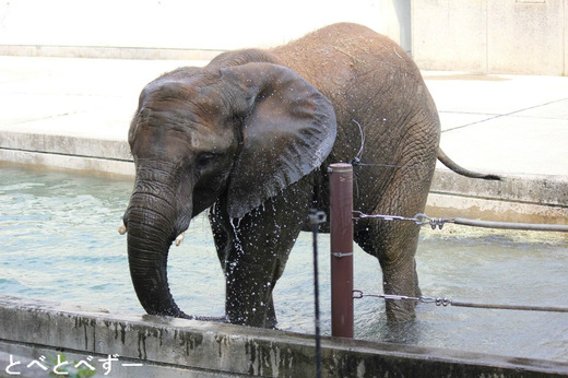 とべ動物園 アフリカゾウ 媛 ひめ