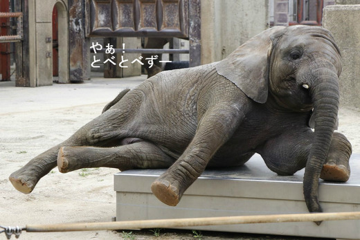 アフリカゾウの写真満載のブログ：やぁ！とべとべずー