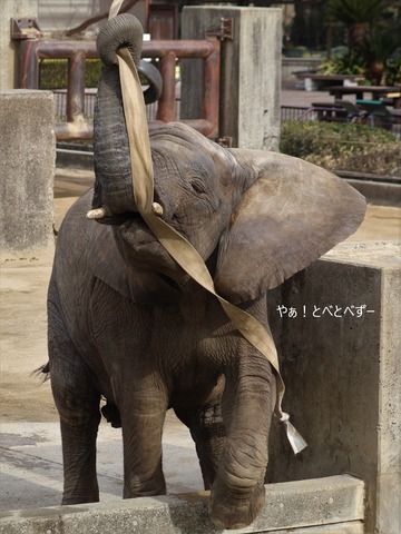 とべ動物園アフリカゾウのブログ:やぁ!とべとべずー