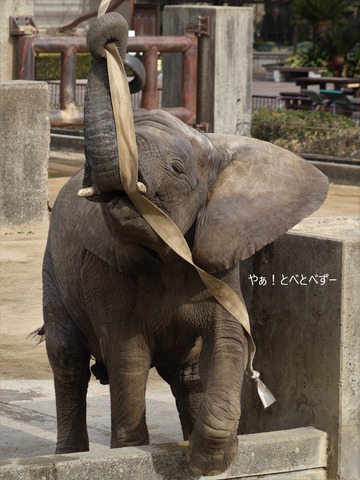 とべ動物園アフリカゾウのブログ：やぁ！とべとべずー