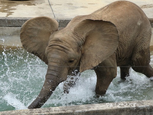 アフリカゾウの写真満載のブログ:やぁ!とべとべずー