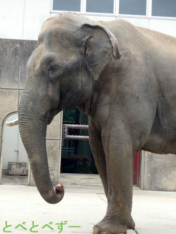 とべ動物園ゾウの太郎