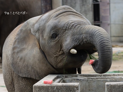 とべ動物園ブログ：やぁ！とべとべずー