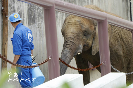 とべ動物園アフリカゾウの