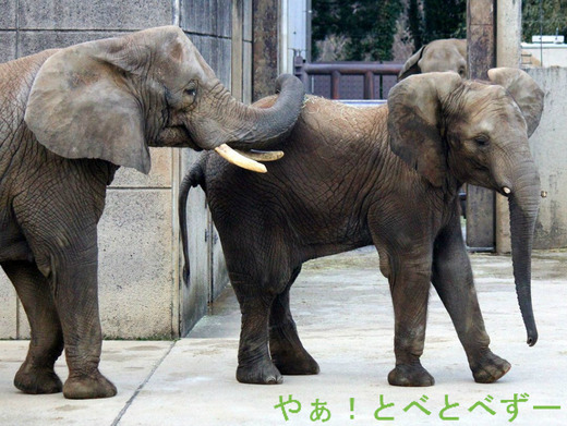 日本唯一アフリカゾウの家族が暮らすとべ動物園：リカ・母、媛・長女