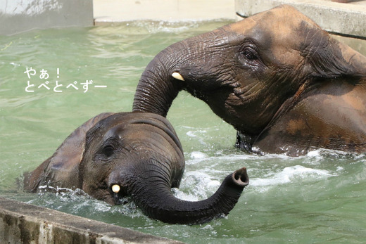 とべ動物園アフリカゾウのブログ:やぁ!とべとべずー