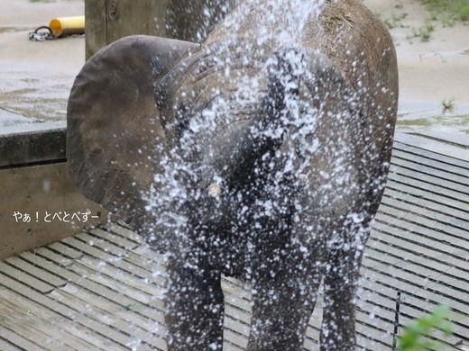 とべ動物園ブログ：やぁ！とべとべずー