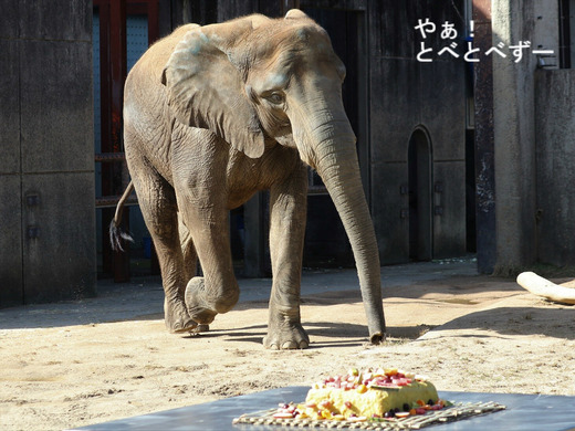 とべ動物園アフリカゾウ：アフ、リカ、媛、砥夢、砥愛