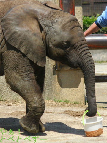 とべ動物園アフリカゾウのブログ：やぁ！とべとべずー