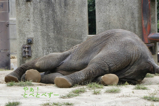 砂遊びをするアフリカゾウの媛ちゃん