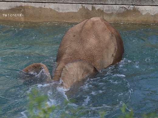 とべ動物園ブログ：やぁ！とべとべずー