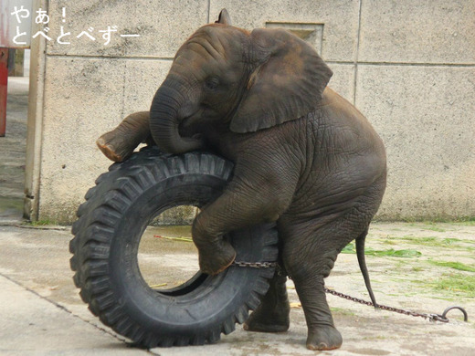 タイヤで遊ぶアフリカゾウの子象の砥愛（とあ）ちゃん