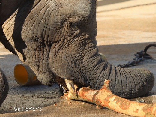 とべ動物園ブログ:やぁ!とべとべずー