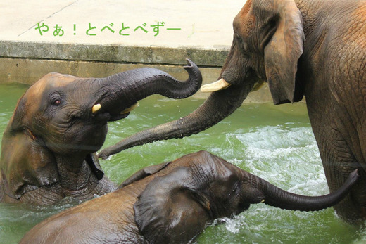 とべ動物園アフリカゾウのブログ