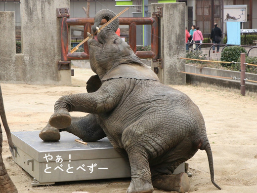 とべ動物園アフリカゾウのブログ：やぁ！とべとべずー
