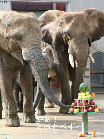とべ動物園アフリカゾウ：媛