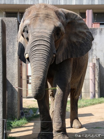 とべ動物園アフリカゾウ：媛ちゃん（メス、１８歳）