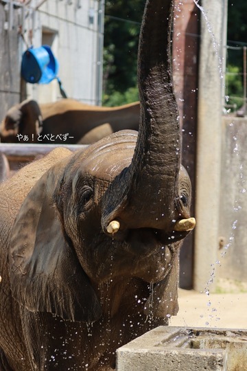 とべ動物園アフリカゾウ:砥愛ちゃん(メス、13歳)