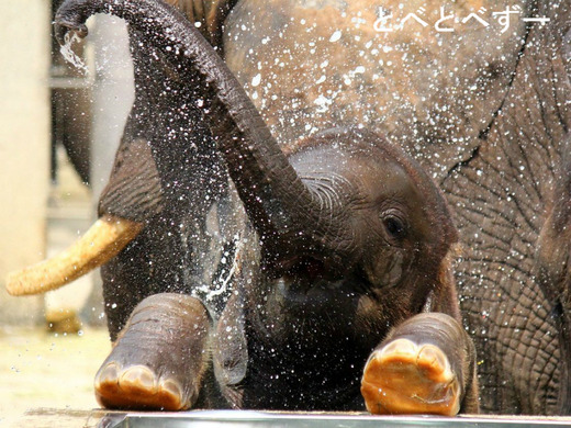 とべ動物園アフリカゾウのブログ：やぁ！とべとべずー