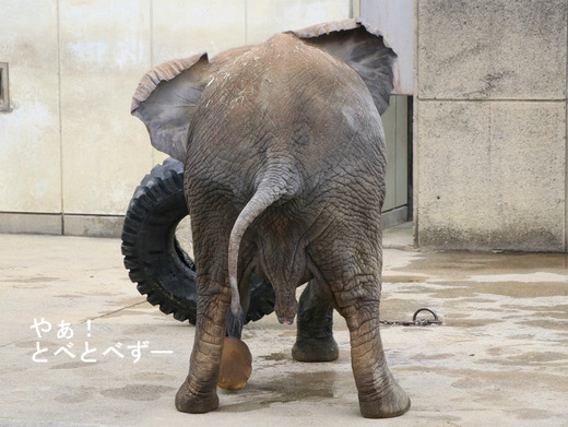 とべ動物園ブログ:やぁ!とべとべずー