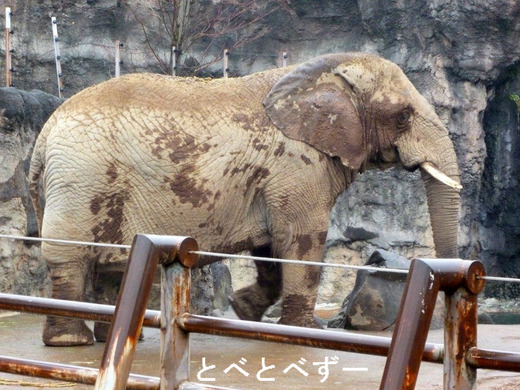 多摩動物公園アフリカゾウのチーキ（38歳）