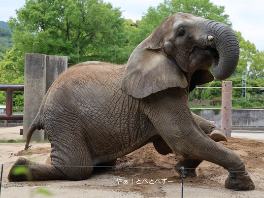 ゴロンゴロンして遊ぶアフリカゾウ＠愛媛県立とべ動物園