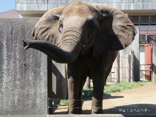 とべ動物園アフリカゾウ:媛ちゃん(メス、17歳)