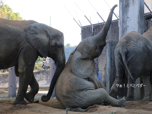 とべ動物園アフリカゾウの仲良し姉妹：媛ちゃん、砥愛ちゃん