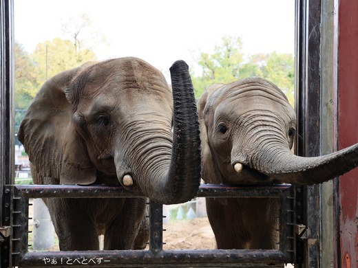 アフリカゾウの姉妹（媛ちゃん、砥愛ちゃん）